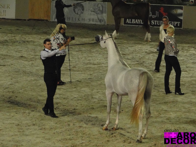 Leilão Royal Arabians - DSC08285 1