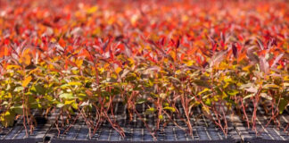 Das florestas de eucalipto ao produto final: conheça a grandeza por trás da produção de painéis de madeira - DURATEX