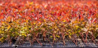 Das florestas de eucalipto ao produto final: conheça a grandeza por trás da produção de painéis de madeira - DURATEX