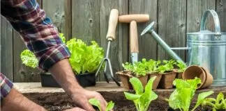 Enraizador Orgânico para Horta em Casa Promove Equilíbrio Biológico - Enraizador Organico para Horta em Casa Promove Equilibrio Biologico