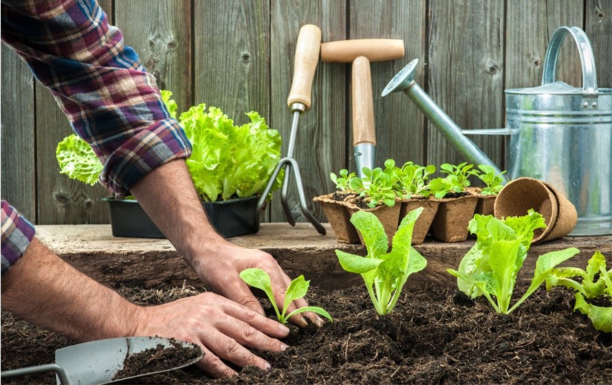 Enraizador Orgânico para Horta em Casa Promove Equilíbrio Biológico - Enraizador Organico para Horta em Casa Promove Equilibrio Biologico