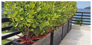 Jardineira versátil e harmônica - JARDINEIRA