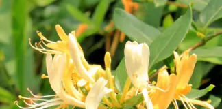7 plantas para conhecer e ter em casa - Madressilva