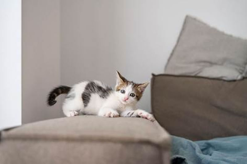 Arquitetura pet friendly: a casa pensada para moradores e seus pets - PET2