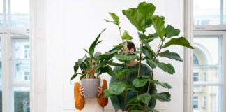 Sete plantas para se ter em apartamento - PLANTA