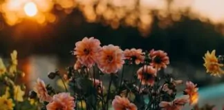 Decoração de primavera para curtir a estação mais bela do ano - PRIMAVERA