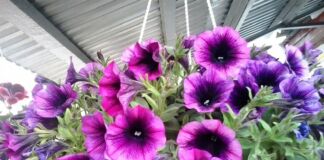 Descubra as melhores flores para cultivar na sua varanda - Petunia