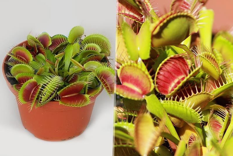 7 plantas para conhecer e ter em casa - Planta Armadilha de Venus