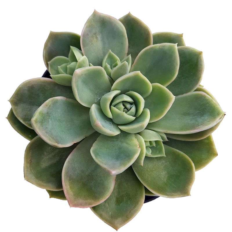 7 plantas para conhecer e ter em casa - Suculenta Rosa de Pedra