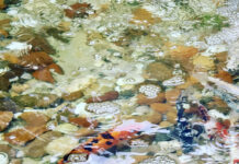 Exposição reúne obras de 22 artistas fotógrafos no Centro de Convivência - TANIA MARTINS1