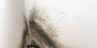 Tintas de alta performance protegem a casa de fungos - Tintas de alta performance protegem a casa de fungos