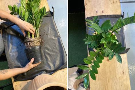 Transplante: Veja o passo a passo para manter a sua planta vigorosa - Vasart4 1
