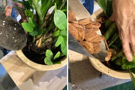 Transplante: Veja o passo a passo para manter a sua planta vigorosa - Vasart5