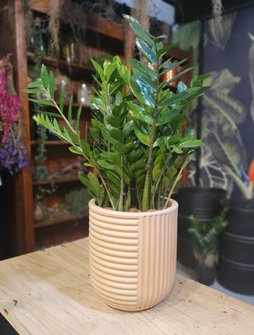 Transplante: Veja o passo a passo para manter a sua planta vigorosa - Vasart6