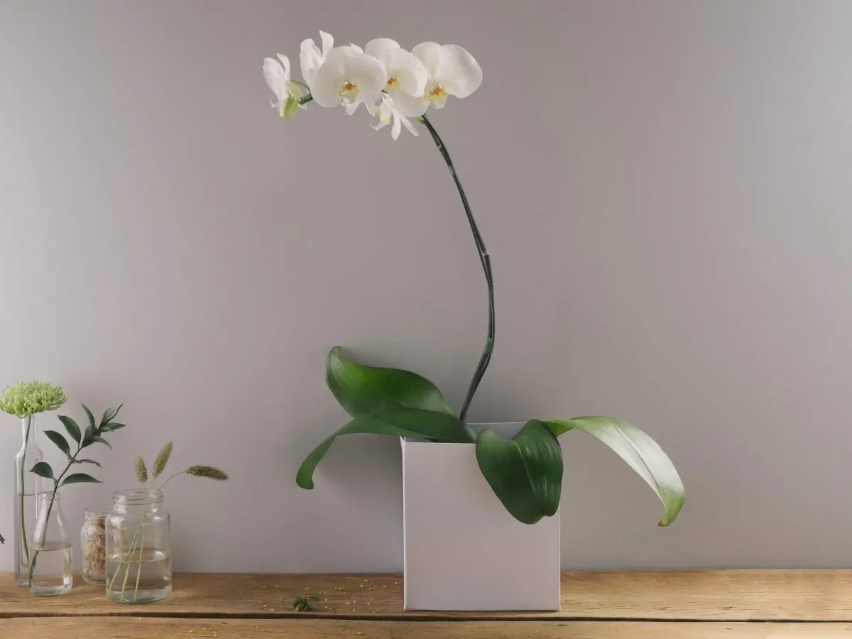 Você sabe como cuidar das flores no inverno? - Voce sabe como cuidar das flores no inverno 02