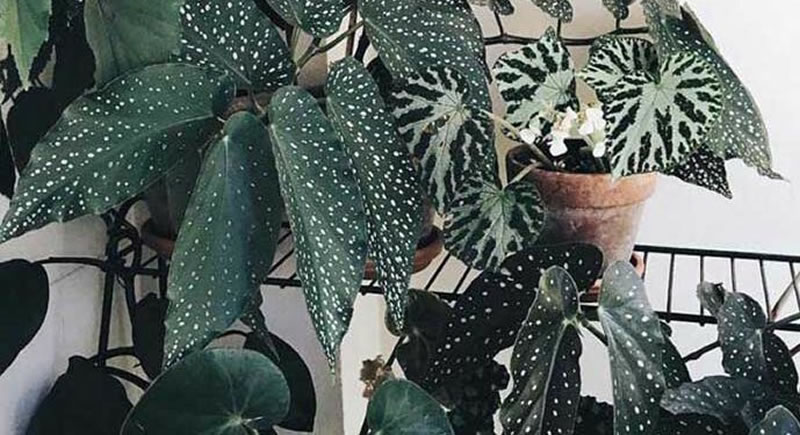 7 plantas para conhecer e ter em casa - begonia