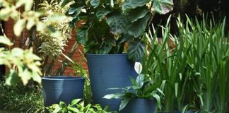 Arquitetura biofílica acentua conexão dos moradores e a natureza - bio 2