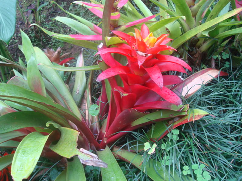 Quatro tendências do universo flower fashion para 2023 - bromelia