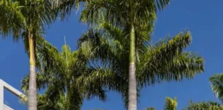 Campinas Decor lança edição comemorativa de 30 anos - campinas decor capa
