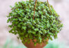 7 PLANTAS QUE ATRAEM BOAS ENERGIA E PROTEGEM A SUA CASA! 7 PLANTAS QUE ATRAEM BOAS ENERGIA E PROTEGEM A SUA CASA! - dinheiro em penca