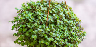 7 PLANTAS QUE ATRAEM BOAS ENERGIA E PROTEGEM A SUA CASA! - dinheiro em penca