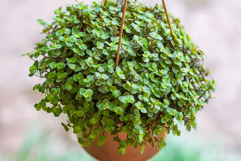 7 PLANTAS QUE ATRAEM BOAS ENERGIA E PROTEGEM A SUA CASA! - dinheiro em penca
