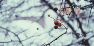 O inverno pede aconchego. Confira as dicas simples para chegar nisso - inverno dicas