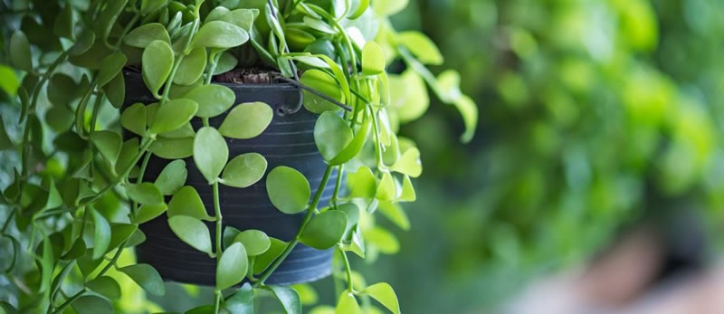 Como trazer os benefícios da natureza para dentro de casa - jardinsverdes 1