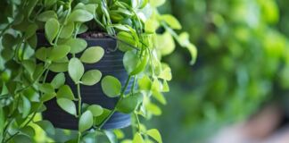 Jardins verticais: como produzir e cultivar - jardinsverdes