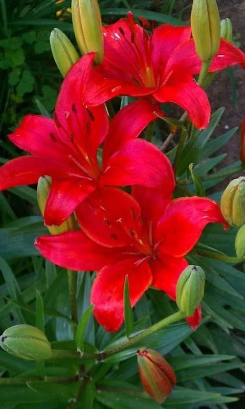 Quatro tendências do universo flower fashion para 2023 - lirio