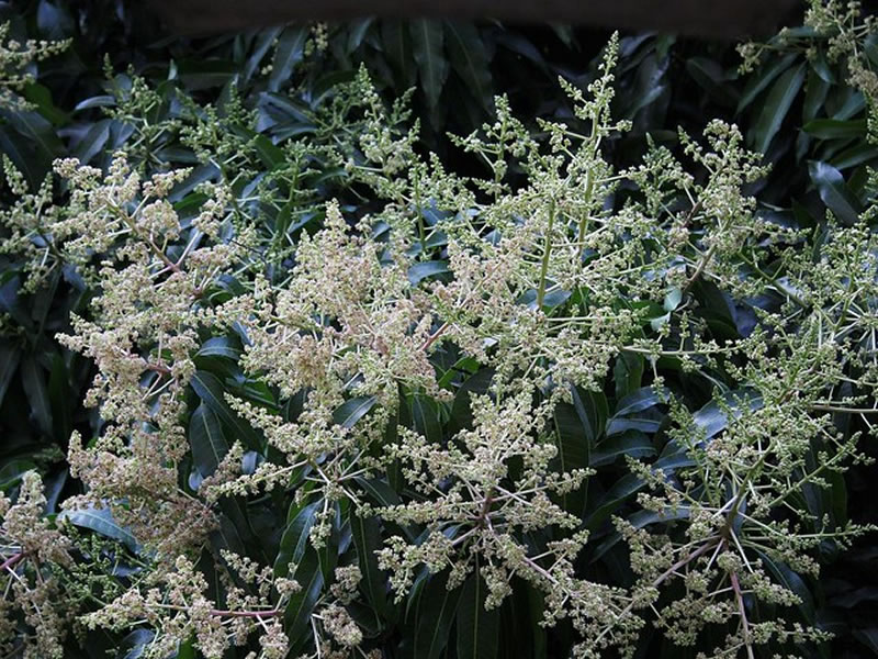 7 plantas para conhecer e ter em casa - mangifera