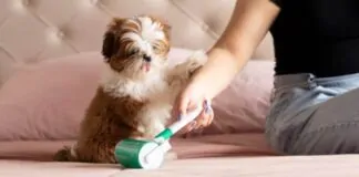 5 DICAS DE ORGANIZAÇÃO PARA QUEM TEM PET EM CASA - ordene