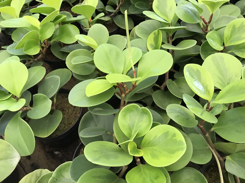 7 plantas para conhecer e ter em casa - peperonea