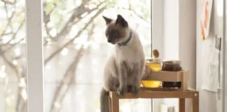 Dicas para construir uma Casa pet friendly - petcasa