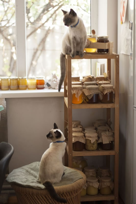 Dicas para construir uma Casa pet friendly - petcasa