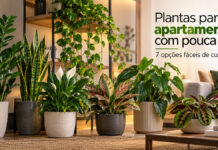 Plantas para apartamento com pouca luz: 7 opções fáceis de cuidar Plantas para apartamento com pouca luz: 7 opções fáceis de cuidar - plantas pouca luz