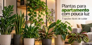 Plantas para apartamento com pouca luz: 7 opções fáceis de cuidar Plantas para apartamento com pouca luz: 7 opções fáceis de cuidar - plantas pouca luz