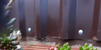 Quatro dicas para cuidar das plantas na estação mais quente do ano - suculenta